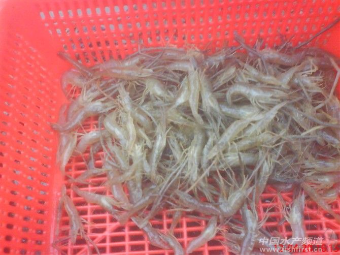 �҂����W��đ���Ʒ