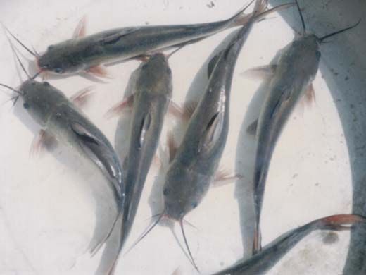 ���c(di��n)��β�t�N�H�~