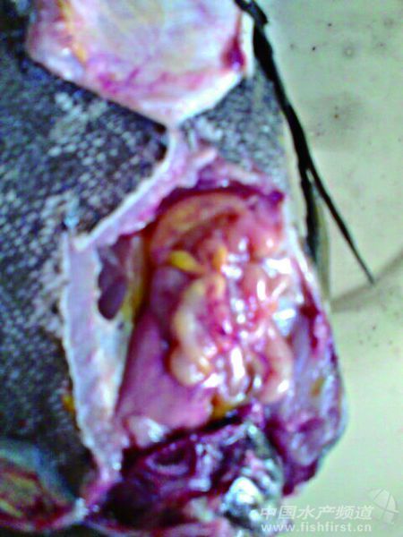 �L�������~�c�ײ���̎������