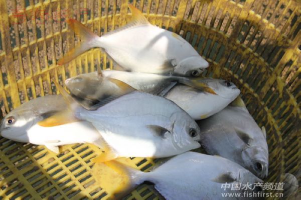 �l�����K�r��ʢ����δ���