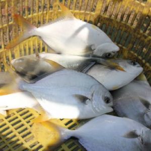 �l�����K�r��ʢ����δ���