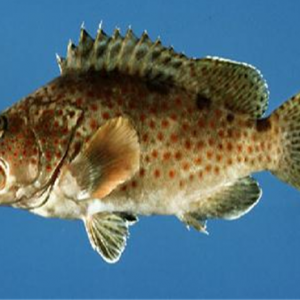 11���Rʯ�߃r���Բ�Ҋ��ɫ(������ʯ���~����r)