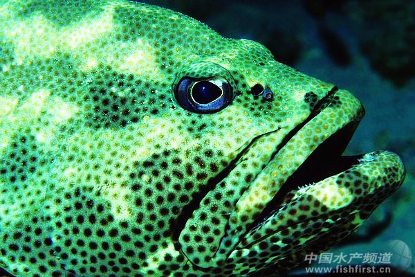 �۽�ʯ���~ ��ʯ���~�a�I�lչ���D�ġ�