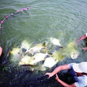 �B(y��ng)�~���磺�_���B(y��ng)ֳ�S�D�����L��������(�D)