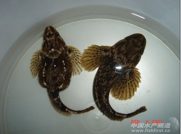 �����ˮ�a߀����һ�Nģʽ