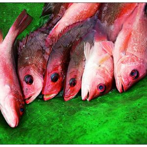 �_���������~a(ch��n)�I(y��)�l(f��)չ������