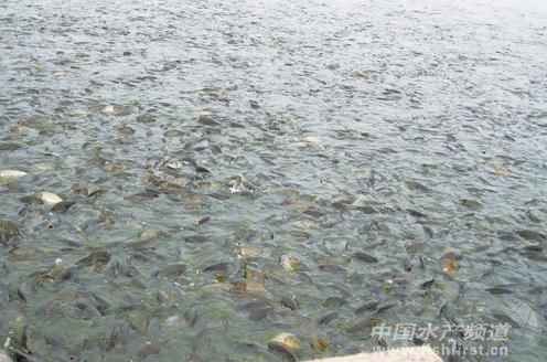 �Ŷ���Ч�������~��c������Ч���{(di��o)��