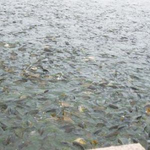 �Ŷ���Ч�������~��c������Ч���{��