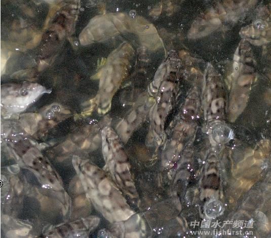 ���R��������Ȼ�h(hu��n)������ ���a(ch��n)�߿���ʯ����