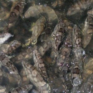 ���R��������Ȼ�h������ ���a�߿���ʯ����