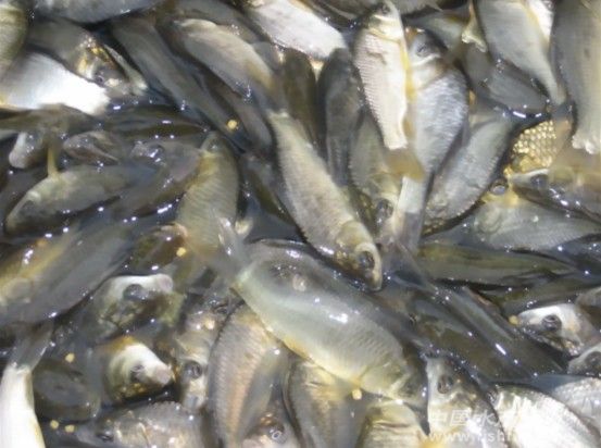 ���ݷ�ɽ�����|�BֳҎ������2-3��