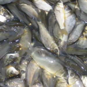 ���ݷ�ɽ�����|�BֳҎģ����2-3��