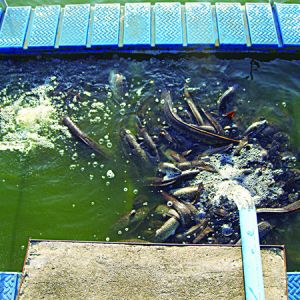 ���Ϸ����e���a(ch��n)�I(y��)�{(di��o)��