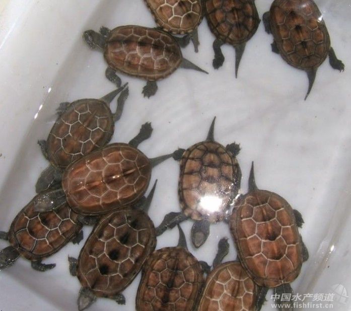 �V�|���������O�߰lչǰ�����Bֳ���Ʒ�N