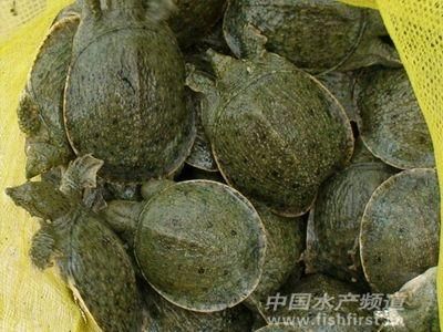 2013��V�|�M����ֵ���ڴ�