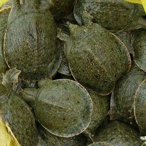 2013��V�|�M����ֵ���ڴ�