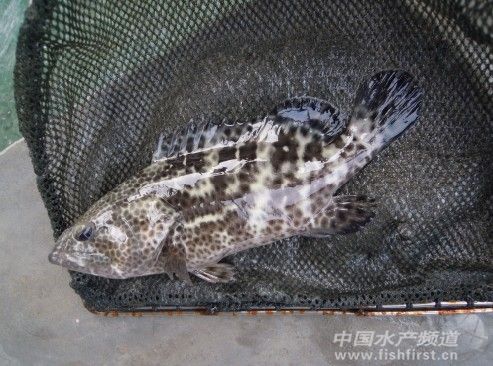 2013��ʯ���~���m����