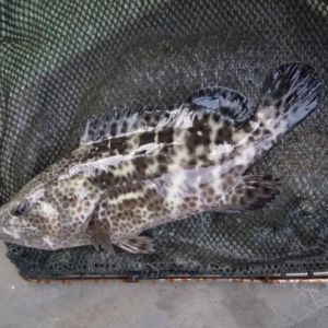 2013��ʯ���~���m����