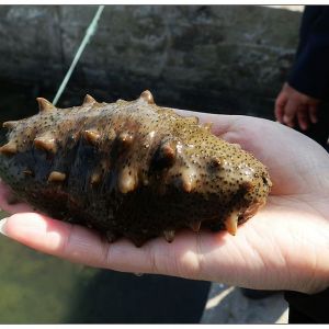 ϼ�ֺ����r���µ���������Ȼ���^