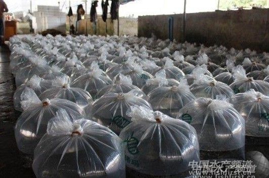 ������̭���_�������Ȧ