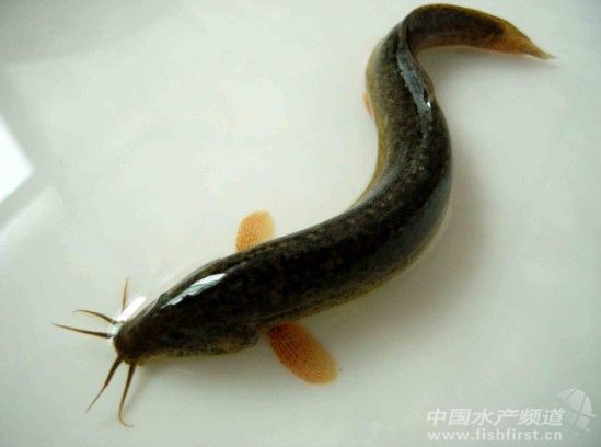 ���q���������^���BֳҎģ������