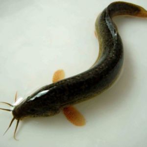 ���q���������^���BֳҎģ������