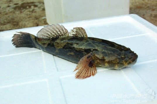 �S���~���~�r�»���Ӱ��Bֳ����