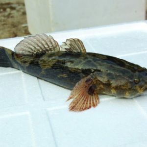 �S���~���~�r�»���Ӱ��Bֳ����