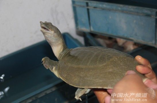 2013����~�^��Ͷ������p�ɳ�