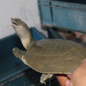 2013����~�^��Ͷ������p�ɳ�