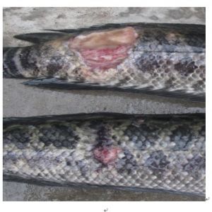 �齭�������Y(ji��)Փ���������F(tu��n)�ɷ������~(y��)������