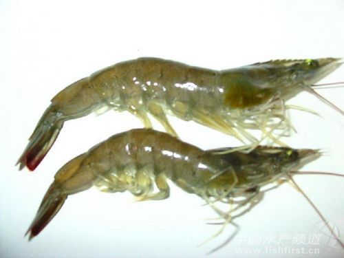 GAA��EMS��ԭ�ѱ��C��