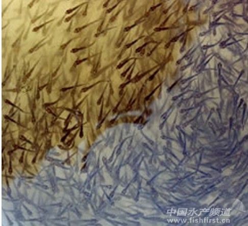 �����Ӱ� �������Z�~��o���y��