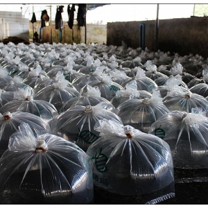 2013�A���_���~Ͷ����ͬ�ȴ���p��