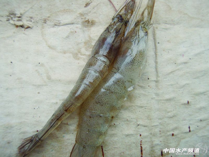 EMS��ԭ��麱Ҋ����Ѫ����