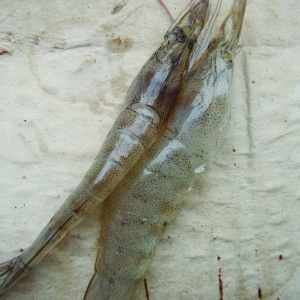 EMS��ԭ��麱Ҋ����Ѫ����