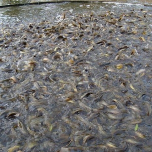 �B�Ƹ��M�����q�����M�뵭�� �r���͵�