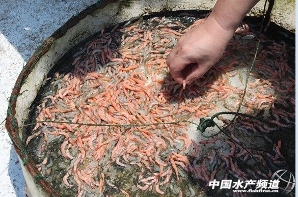 GAA:EMS�����r���h�����l  pH8.5�r�ױ��l