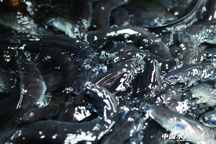 �˷��ʹ�����pɫ�����ЙC(j��)����