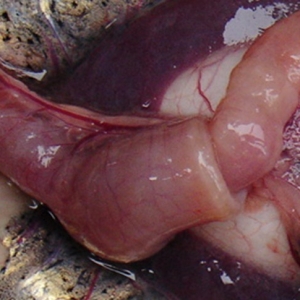 �����~���������\Մ�ί���β�t���c�ĵ�