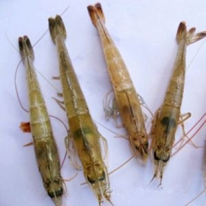 7��15-19�������׌��r�����܈�