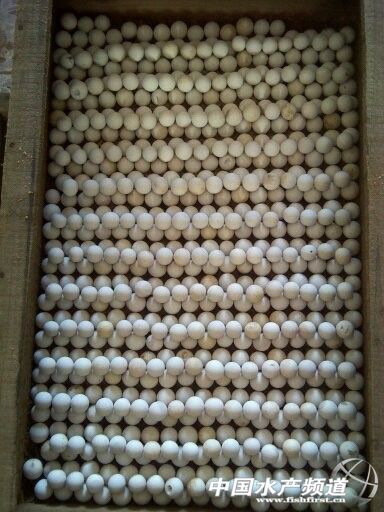 ���M�B(y��ng)ֳ���������� �������g(sh��)�|(zh��)�������澳����l(f��)չ