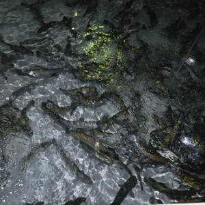 ����Ҳ��(zh��n)���S��ѭ�h(hu��n)ˮ�B(y��ng)ֳ�{(di��o)��