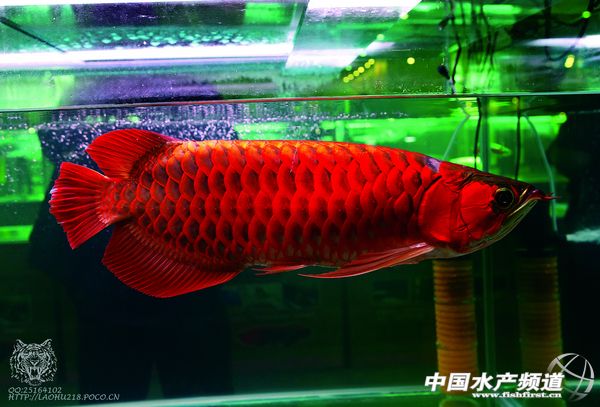 �R�����������_���Ї��^�p�~�Ј�