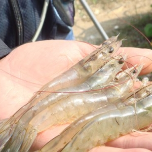 2013��10��7��-12�������׌��r�r�������܈�