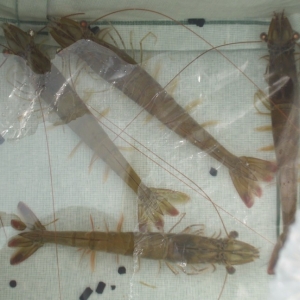 ����������(gu��)��(n��i)�o(w��)��(y��u)�|(zh��)�H�r�NԴ  ʹ���r���Ј�(ch��ng)