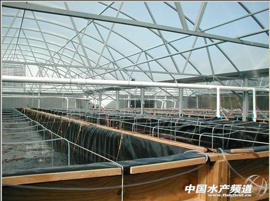 SIS����l���ܽ^���r �Ї��H�r�r���������