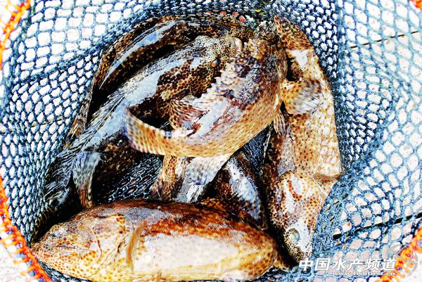 �Ї��M�ڜp���ش���Rʯ���Bֳ��