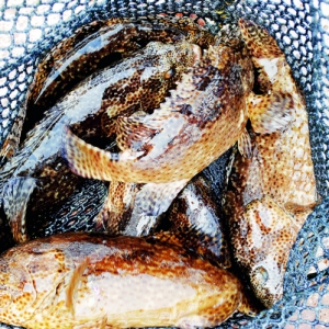 �Ї��M�ڜp���ش���Rʯ���Bֳ��