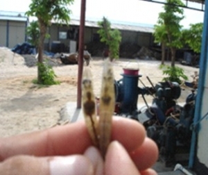 �I(y��)��(n��i)��(du��)EMS��ԭ��Ҋ��һ